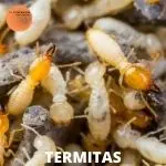 Foto de termitas