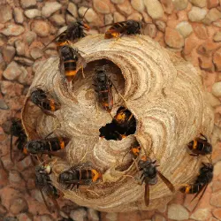 Avispa Asiatica Avispa Velutina