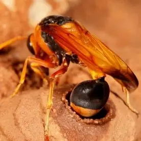 Avispa Alfarera Avispa Alfarera