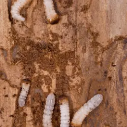 Carcoma Grande Foto de Carcoma de madera