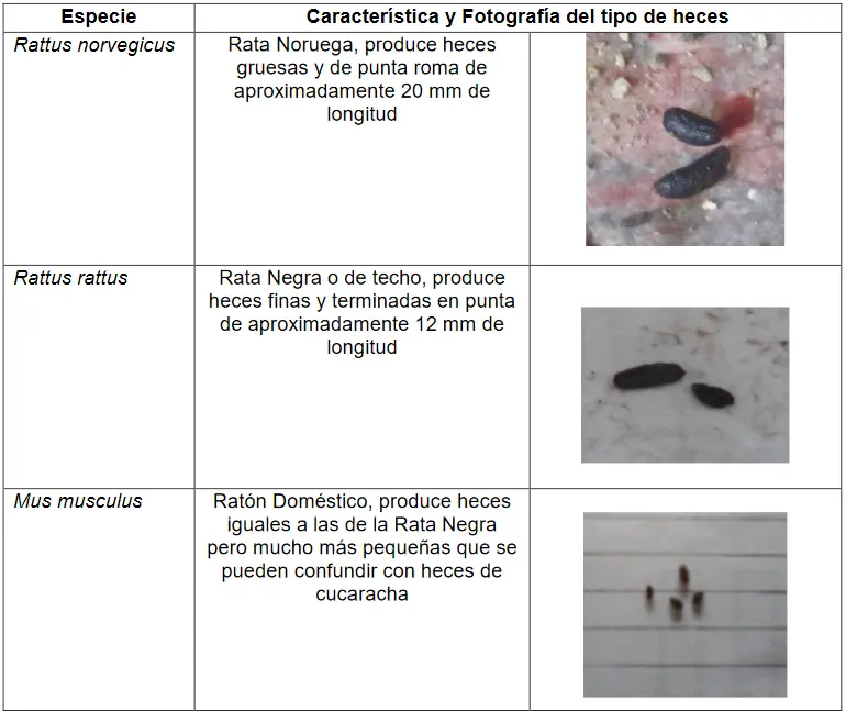 identificacion de roedores por sus heces imagen de heces de roedores para identificacion