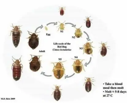 Ciclo de vida de las Chinches Estadios de desarrollo de Chinches