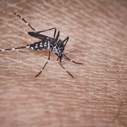 Mosquito Tigre picando Foto mosquito tigre