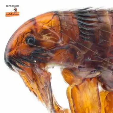 Pulga Aumentada Foto de Pulga Aumentada