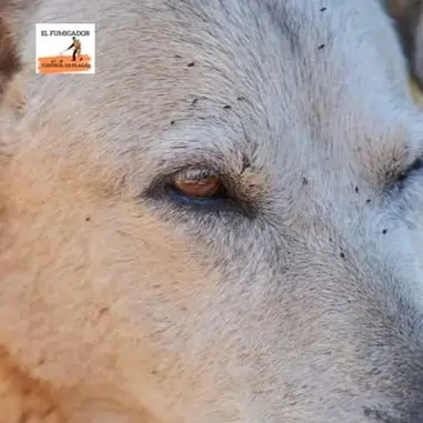 Perro con Pulgas Foto de Pulgas en Perro