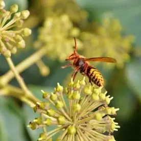Vespa Cabro Vespa Cabro