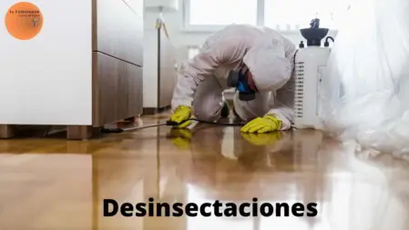 Fumigación de avispas