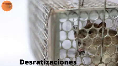 Desratizar valencia