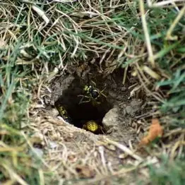 avispa chaqueta amarilla nido de avispas en el suelo