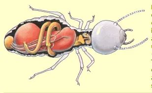 Termita obrera trofalaxia foto termita obrera trofalaxia