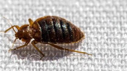 Chinche sobre colchón
